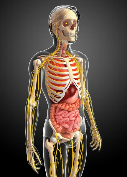 Mężczyzna szkielet z układu nerwowego i układu pokarmowego grafika — Zdjęcie stockowe