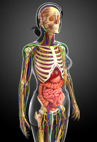 Lymph-, Skelett-, Nerven- und Kreislaufsystem der weiblichen Bo — Stockfoto