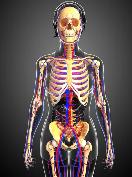 kadın iskelet dolaşım sistemi