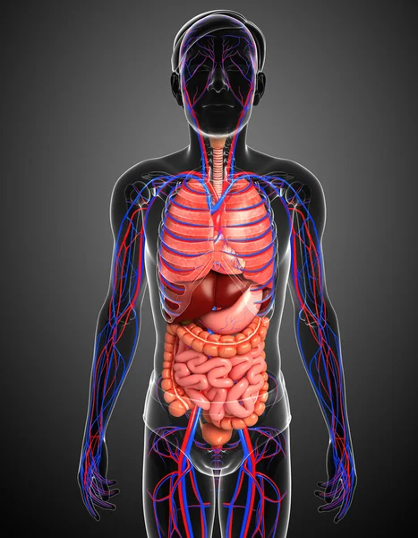 Sindirim ve dolaşım sistemi erkek vücudunun — Stok fotoğraf