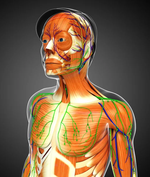 Erkek kas anatomisi — Stok fotoğraf