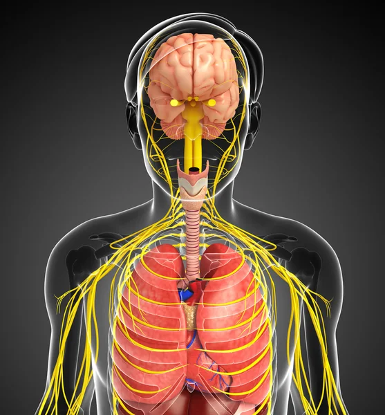 Männlicher Körper des Nerven- und Verdauungssystems — Stockfoto