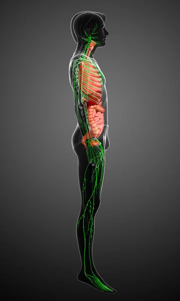 Lymphatic and digestive system of male body artwork — Stock Photo, Image