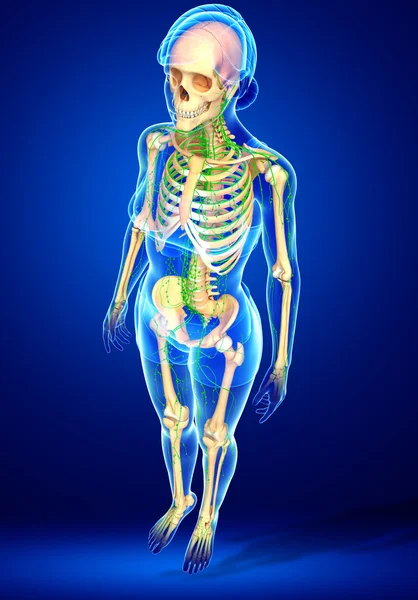 Sistem limfatic de opere de artă schelet feminin — Fotografie, imagine de stoc