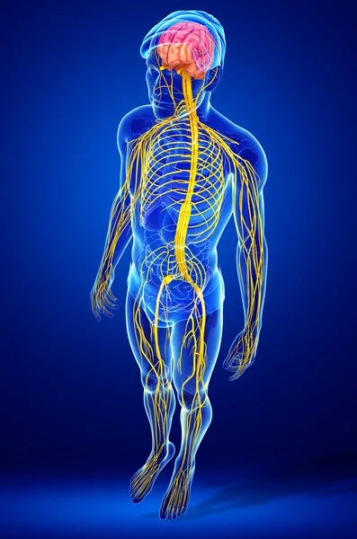 Male nervous system artwork — Stock Photo, Image