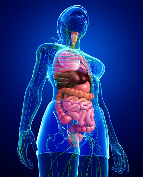 Układu limfatycznego i układu pokarmowego kompozycji kobiecego ciała — Zdjęcie stockowe
