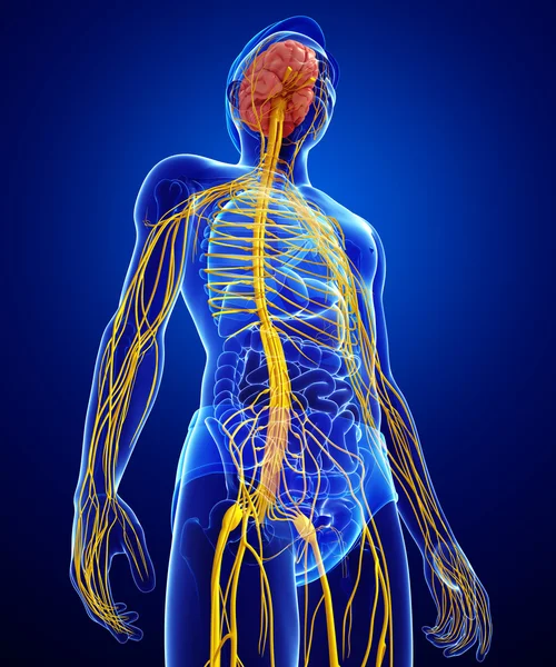 Erkek sinir sistemi sanat