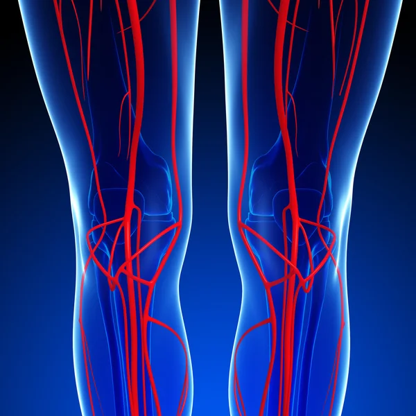 İnsan Arteryel sistemi 