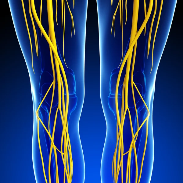 Рисунок нервной системы человеческого колена — стоковое фото