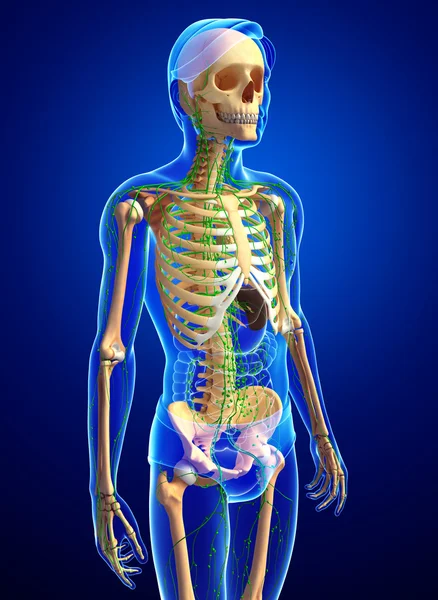 Lymphsystem des männlichen Skeletts — Stockfoto