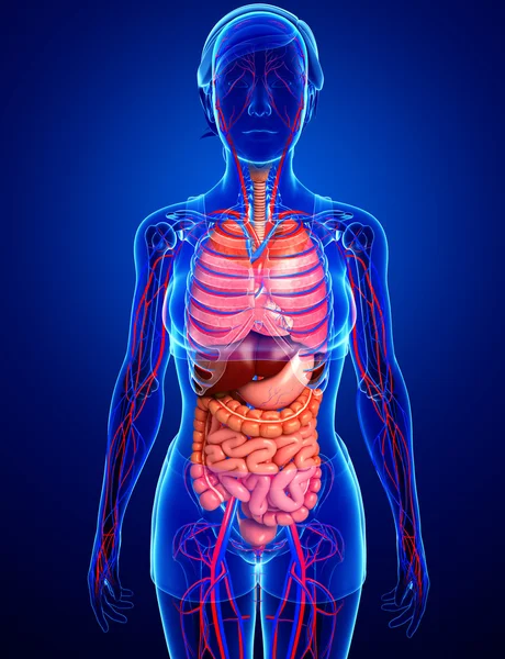 Sindirim ve dolaşım sistemi kadın bedeni