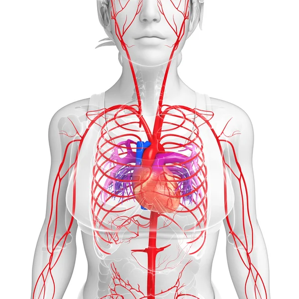 Female arterial system — Stock Photo, Image