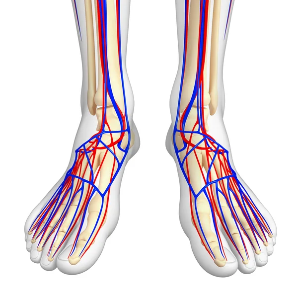İnsan iskelet dolaşım sistemi
