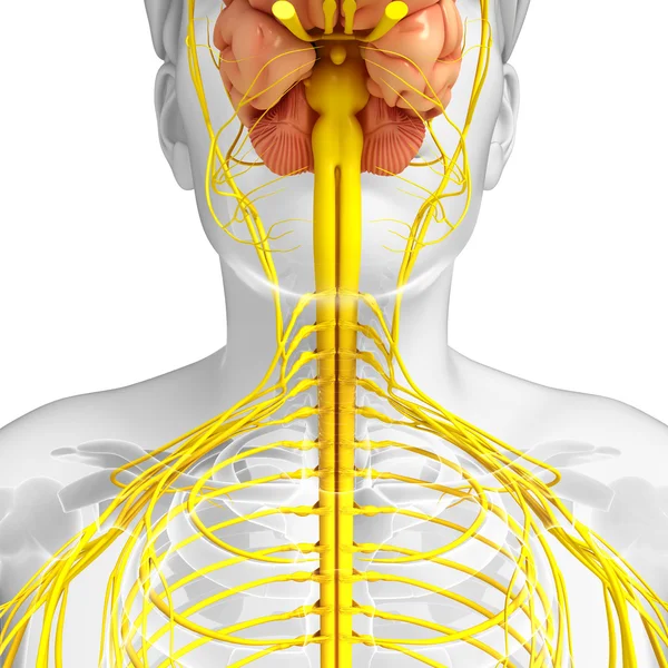 Mannelijke zenuwstelsel illustraties — Stockfoto