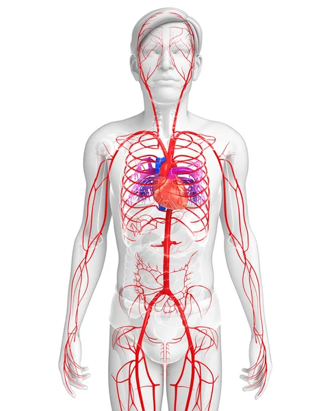 Male arterial system — Stock Photo, Image