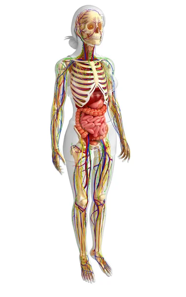 Lymphatic, skeletal, nervous and circulatory system of female bo — Stock Photo, Image