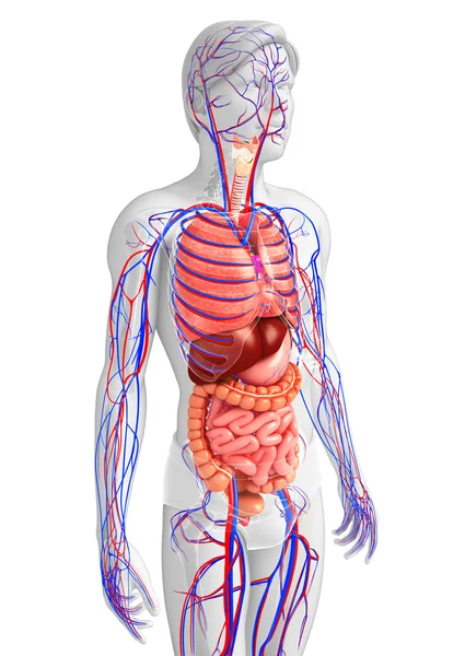 Sistema digestivo y circulatorio del cuerpo masculino — Foto de Stock