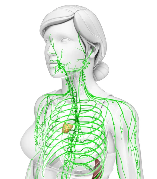 Sistema linfático del cuerpo femenino — Foto de Stock