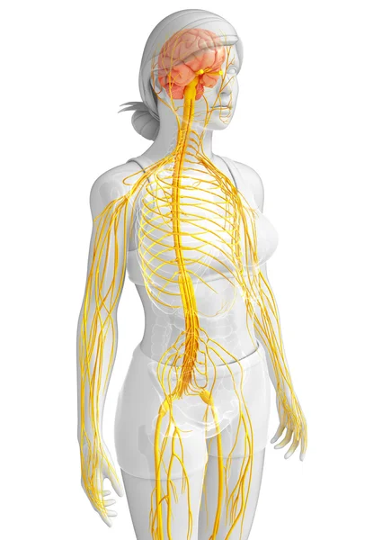 Female nervous system artwork — Stock Photo, Image