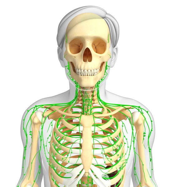 Lenfatik sistem erkek iskelet sanat