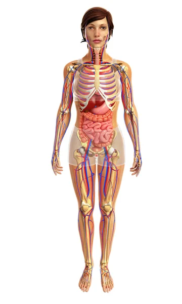 Human digestive system — Stock Photo, Image