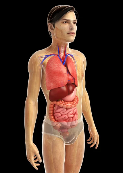 Sistema digestivo humano —  Fotos de Stock