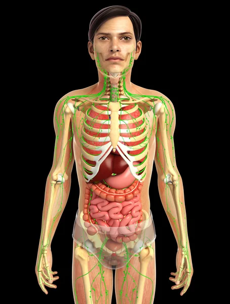 Sistema digestivo humano — Foto de Stock