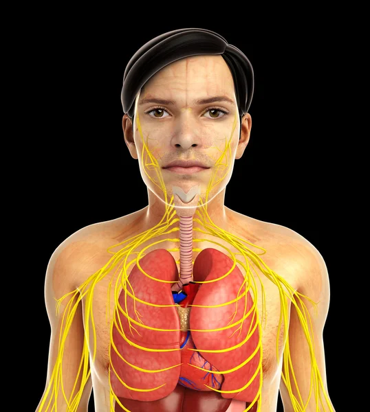 Sistema respiratorio humano —  Fotos de Stock