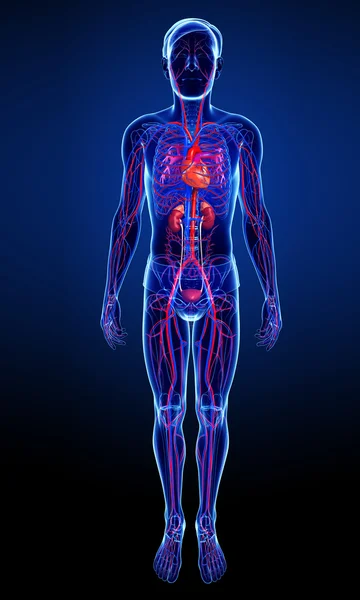 Sistema arterioso maschile — Foto Stock