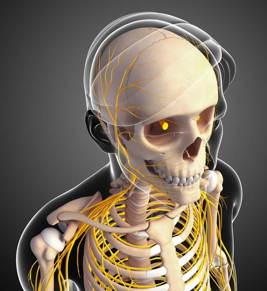 Sistema nervioso del esqueleto masculino — Foto de Stock