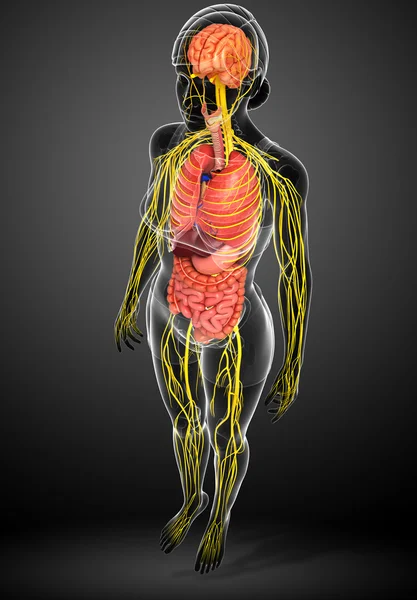 Cuerpo femenino de arte del sistema nervioso y digestivo — Foto de Stock