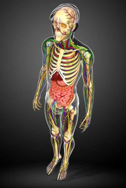 Sistema linfático, esquelético y digestivo de las obras de arte del cuerpo humano — Foto de Stock