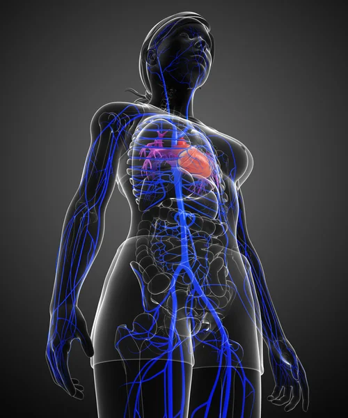 Anatomia męski brzuch — Zdjęcie stockowe