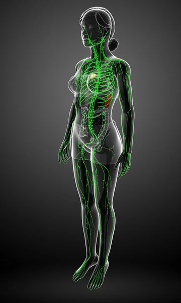 Lymphsystem des weiblichen Körpers — Stockfoto