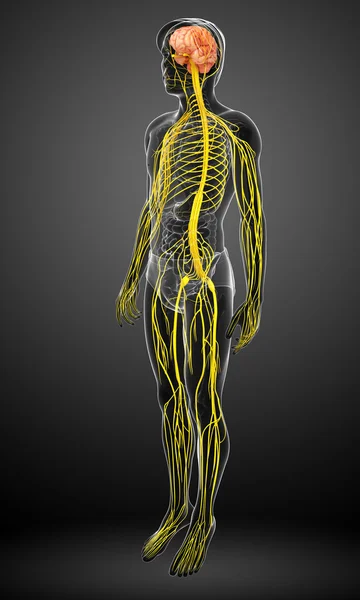 Male nervous system artwork