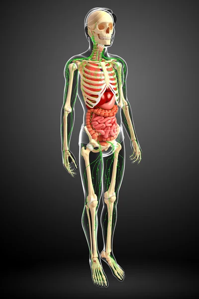 淋巴，骨骼及消化系统的男性身体图稿 — 图库照片