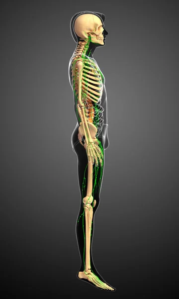 Lymphatic system of Male skeleton artwork — Stock Photo, Image