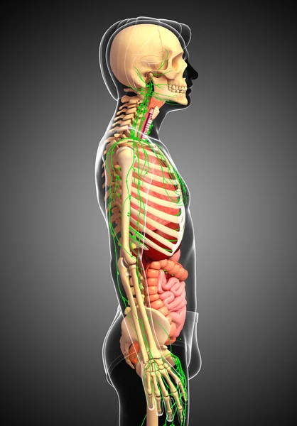 Sistema linfático, esquelético y digestivo de las ilustraciones corporales masculinas —  Fotos de Stock