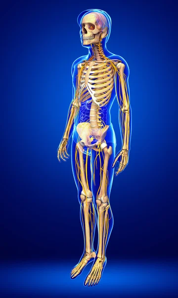 Sinir sistemi erkek iskelet sanat