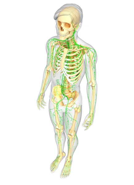 Lymfatisch systeem voor mannelijke skeleton artwork — Stockfoto