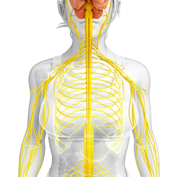 Kadın sinir sistemi sanat