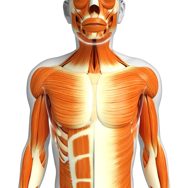 Anatomia mięśni mężczyzna — Zdjęcie stockowe