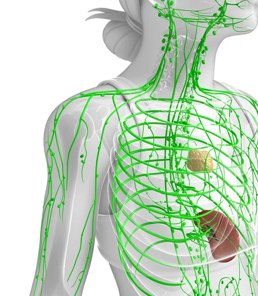 Système lymphatique du corps féminin — Photo