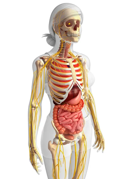 Vrouwelijke skelet met nerveus en spijsverteringsstelsel illustraties — Stockfoto