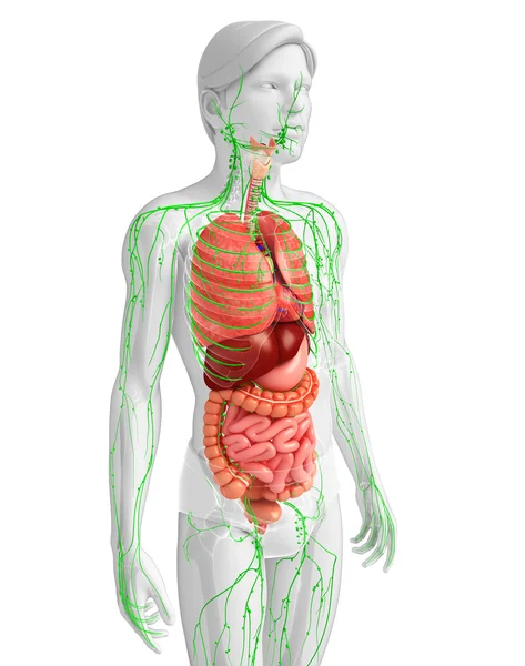 Lenfatik ve sindirim sistemi erkek vücut sanat