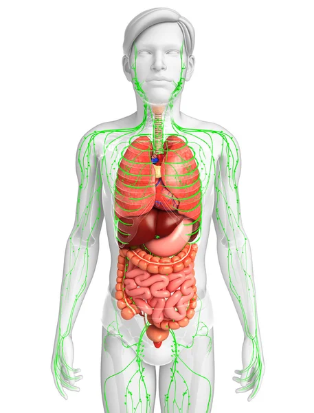 Sistema linfático y digestivo de las ilustraciones corporales masculinas —  Fotos de Stock