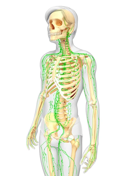 Lenfatik sistem erkek iskelet sanat