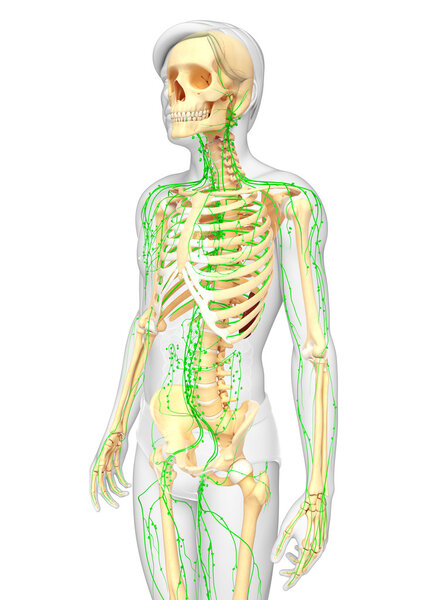 Lymphatic system of Male skeleton artwork