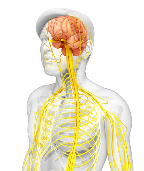 Męski układ nerwowy grafika — Zdjęcie stockowe