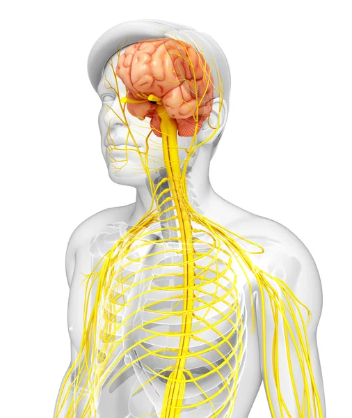 Male nervous system artwork — Stock Photo, Image